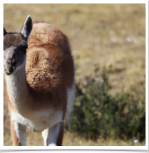 Guanaco - Attention